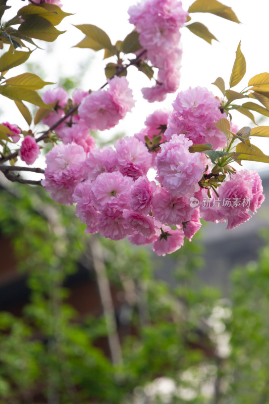 杭州钱塘江樱花大道花朵娇艳