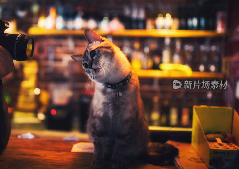 猫咖中可爱的猫咪