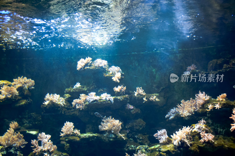 水族馆热带鱼