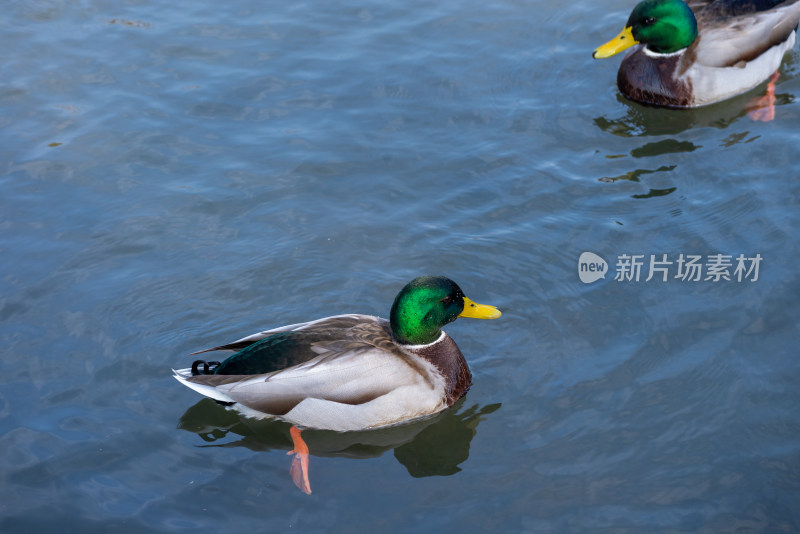 池塘中的绿头鸭