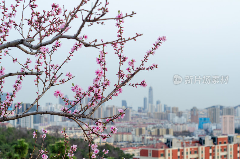 春天青岛北岭山远眺城市风光