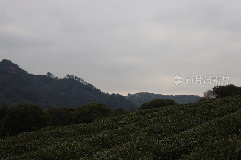 山坡上的茶园与远山