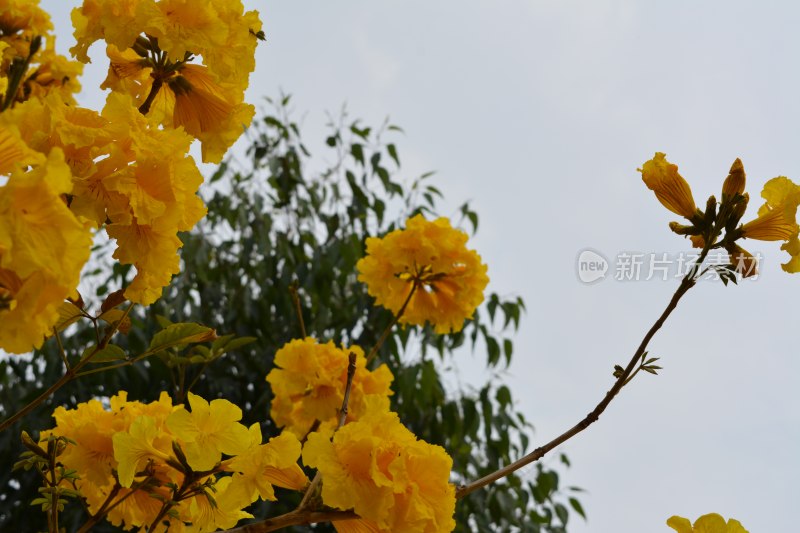 黄花风铃木特写