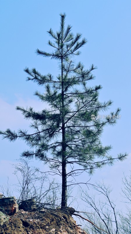 山上一颗挺拔的小松树