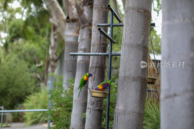 澳大利亚峡谷野生动物园鹦鹉
