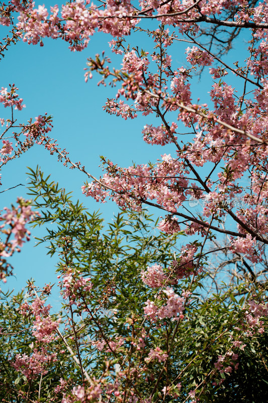 北京玉渊潭公园樱花节樱花树樱花