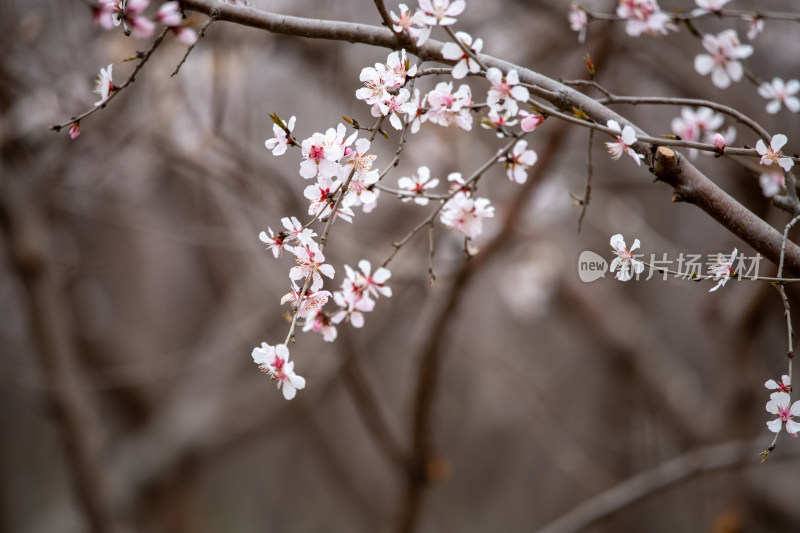 桃树桃花桃树林