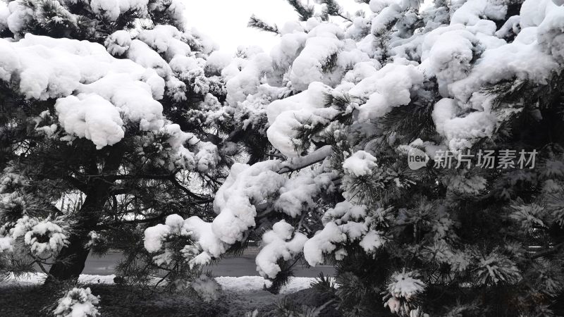 大雪压青松