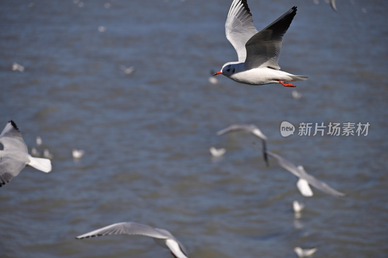 红嘴海鸥