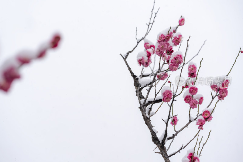 春天公园里雪中盛开的梅花