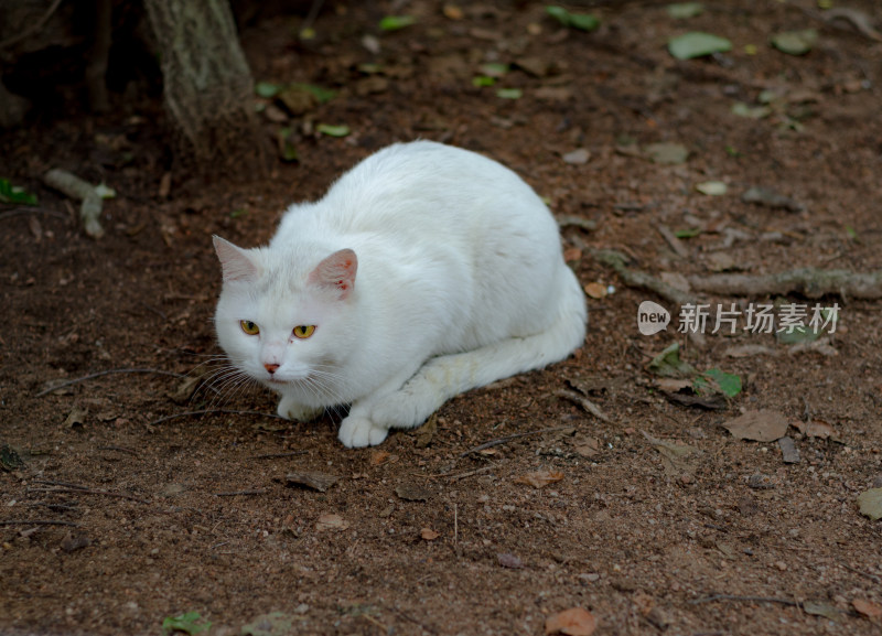 公园里一只白色的流浪猫正在觅食