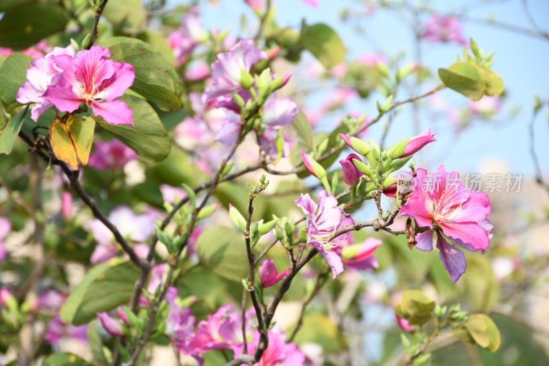 广东东莞：春光明媚 洋紫荆花开正盛