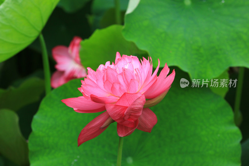 雨后清新的荷花