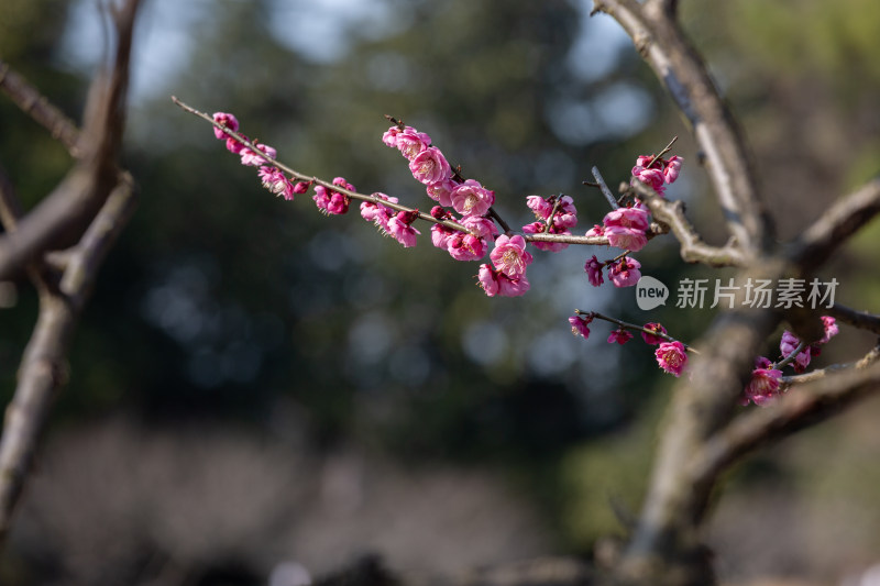 杭州花港观鱼枝头绽放的梅花特写