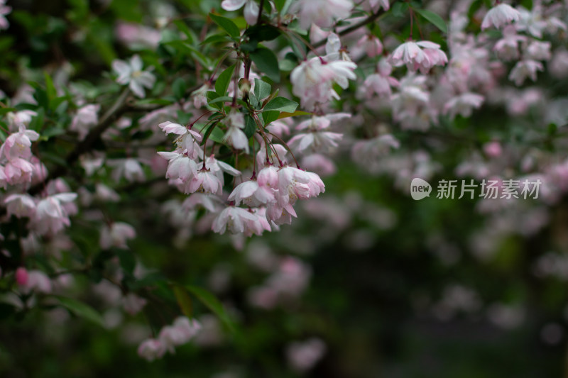 杭州曲院风荷粉色海棠花枝特写