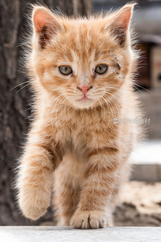 可爱的橘猫幼崽