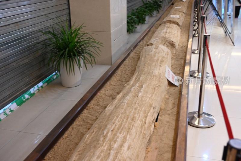 室内展示的大型原木样本