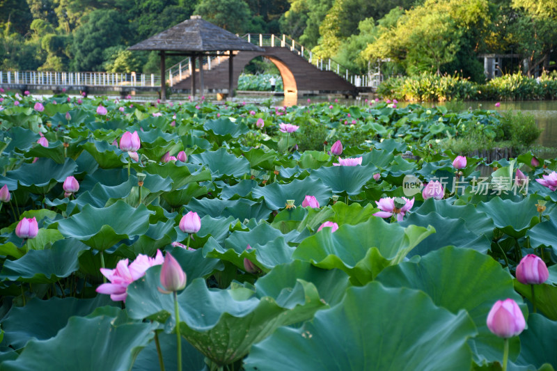 夏日的福州金山公园荷花