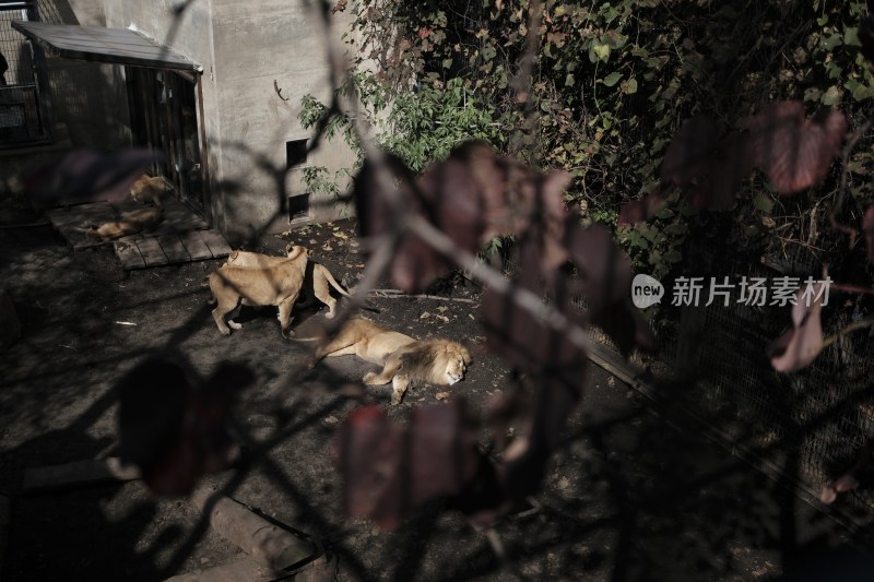 动物园内树叶后躺着休息的狮子