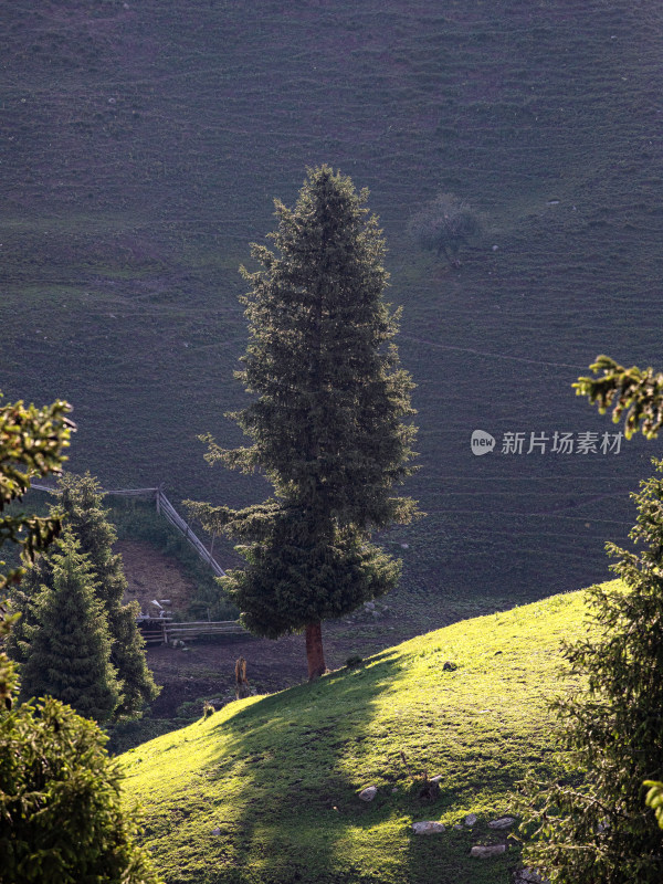 夏天新疆伊犁的草原森林自然风景