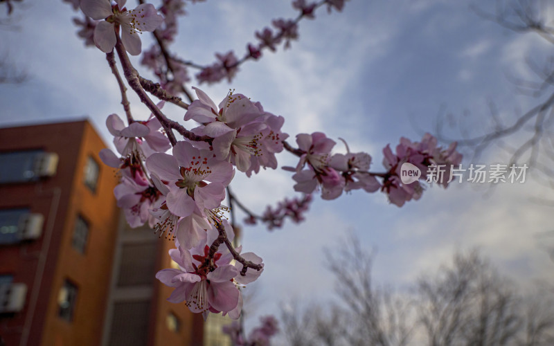 春日桃花特写