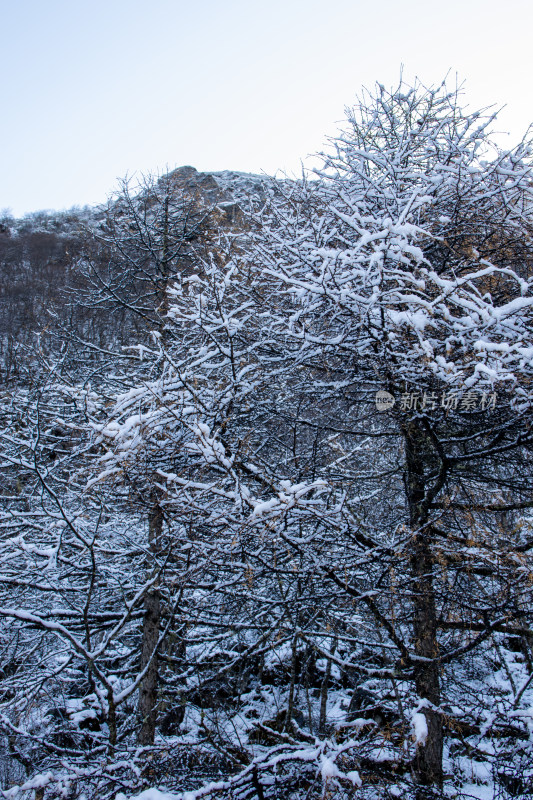 冬日积雪覆盖的山林树木