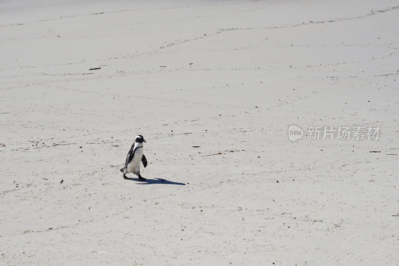 南非博尔德斯海滩Boulders Beach，非洲企鹅