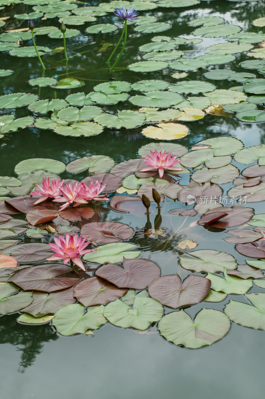 北京国家植物园睡莲