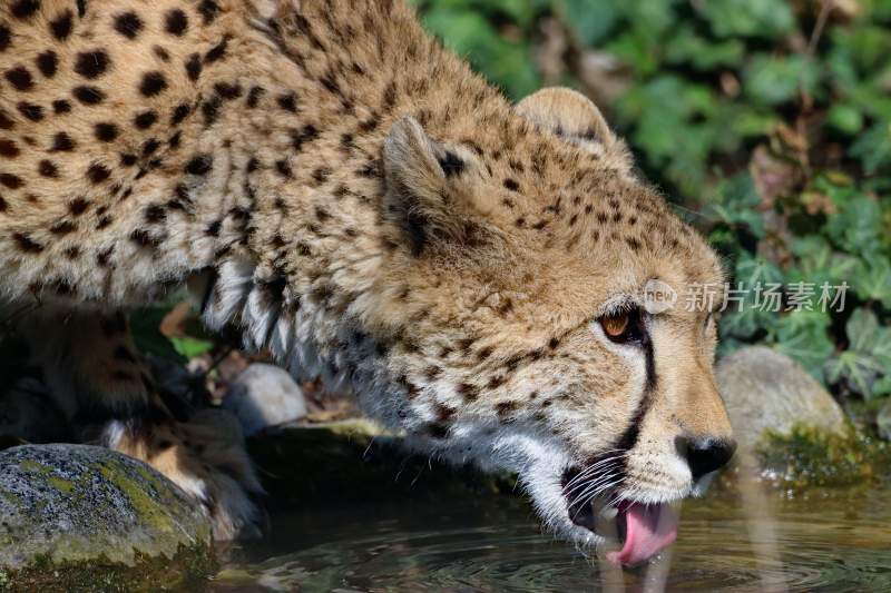 野生动物豹子猎豹猎食动物