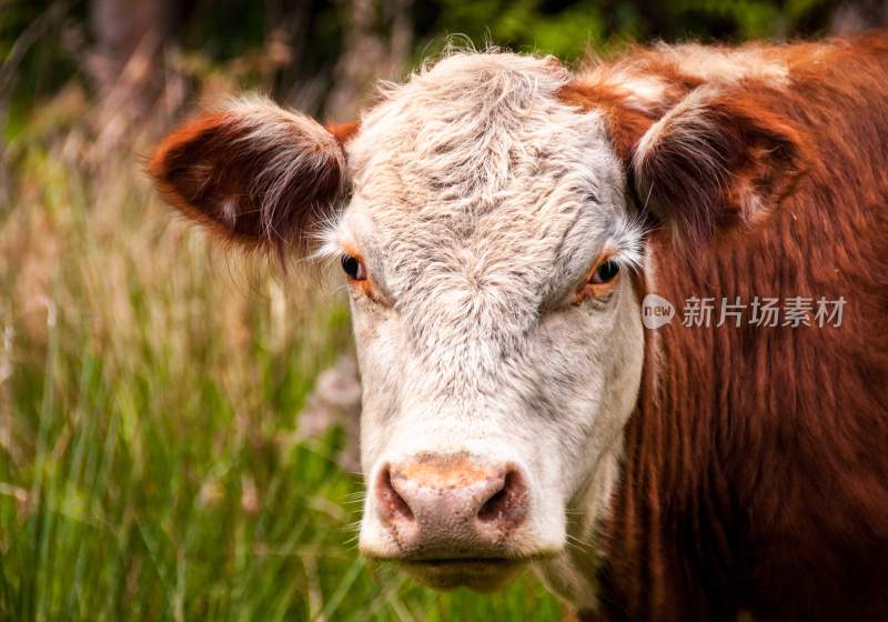 野生动物园野牛奶牛