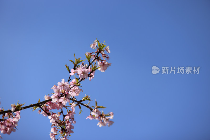 杭州西湖花港观鱼的河津樱樱花