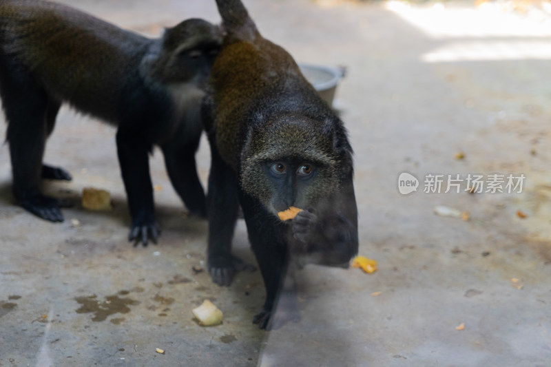 长尾猴在地上捡起食物