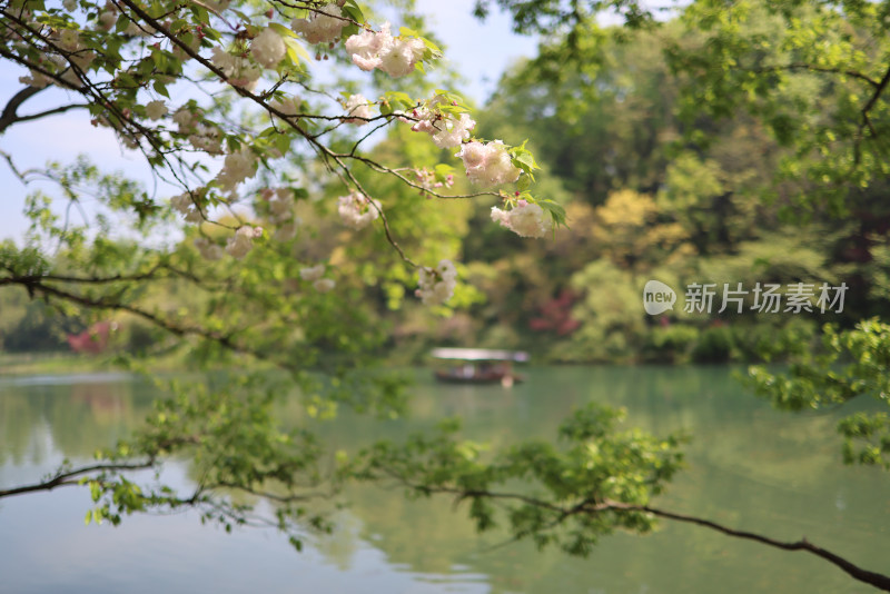 杭州西湖风景区乌龟潭的晚樱