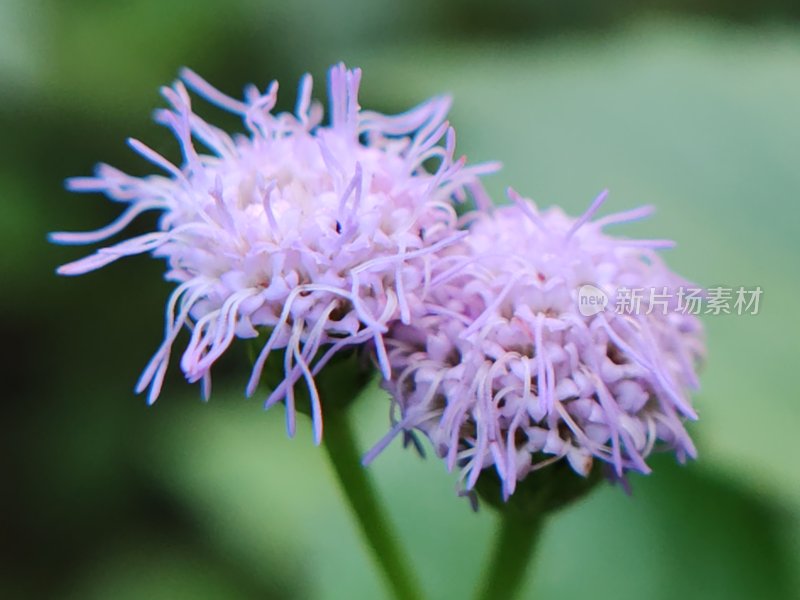 微距特写紫色花朵