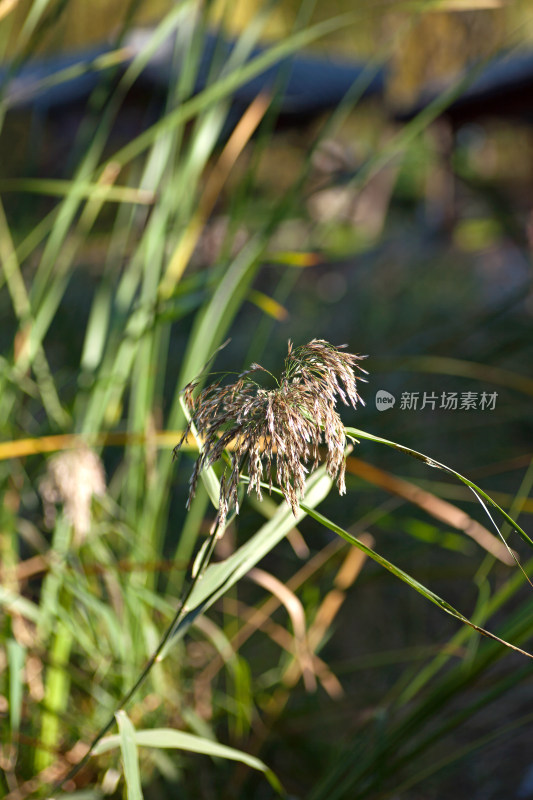 秋天公园的芦苇