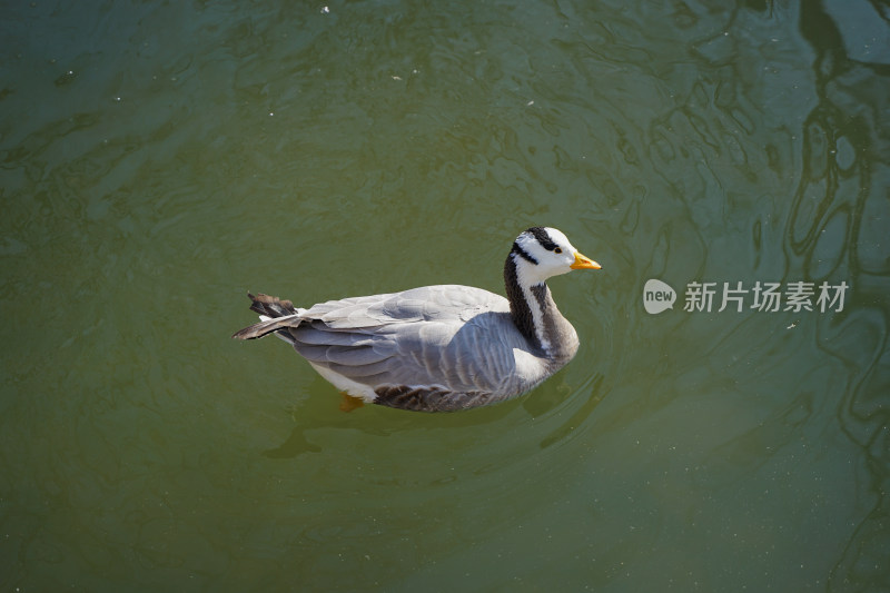 春天水面上的斑头雁鸭子