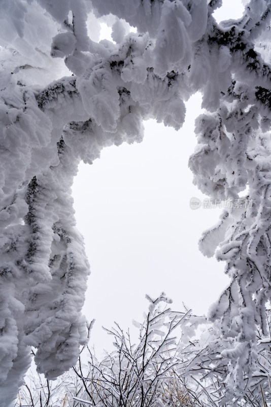 冬季大雪树木雾凇雪挂