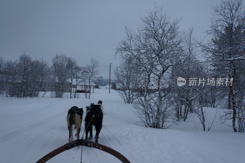 狗拉雪橇