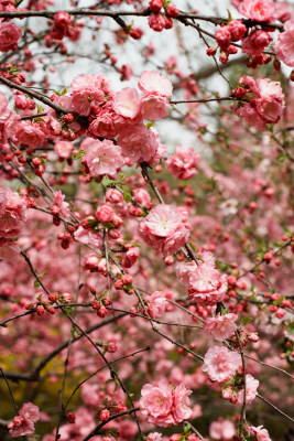 北京四得公园桃花树桃花