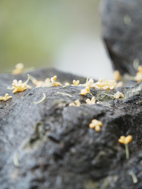 下雨天桂花落在石头上