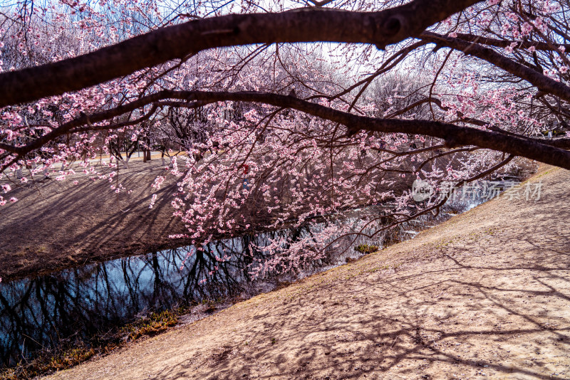 北京奥森公园桃花