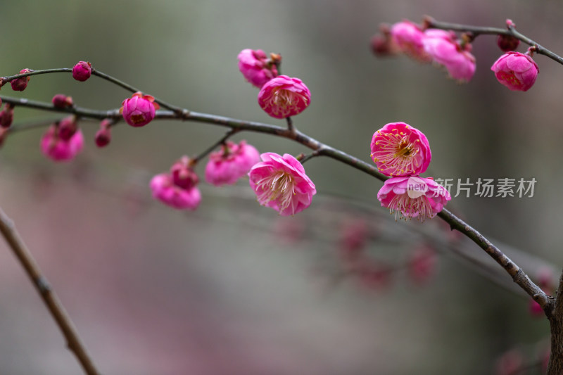 杭州湘湖盛开的粉色梅花