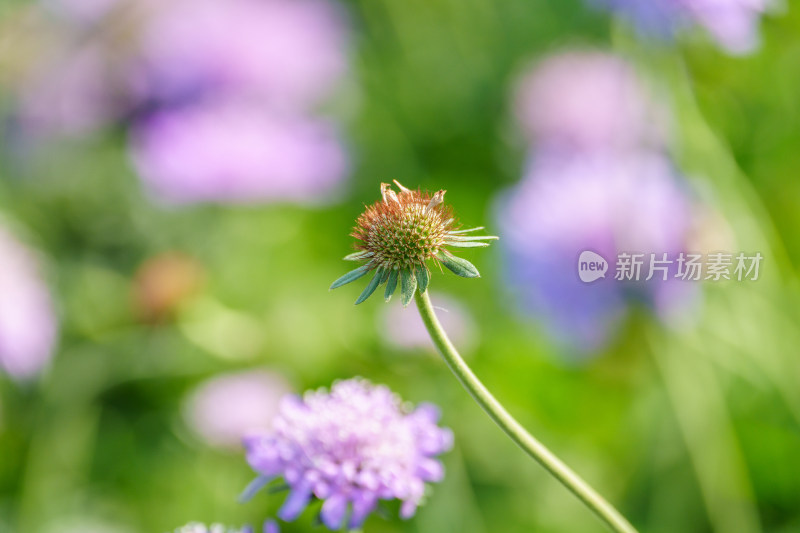 紫色开花植物蓝盆花