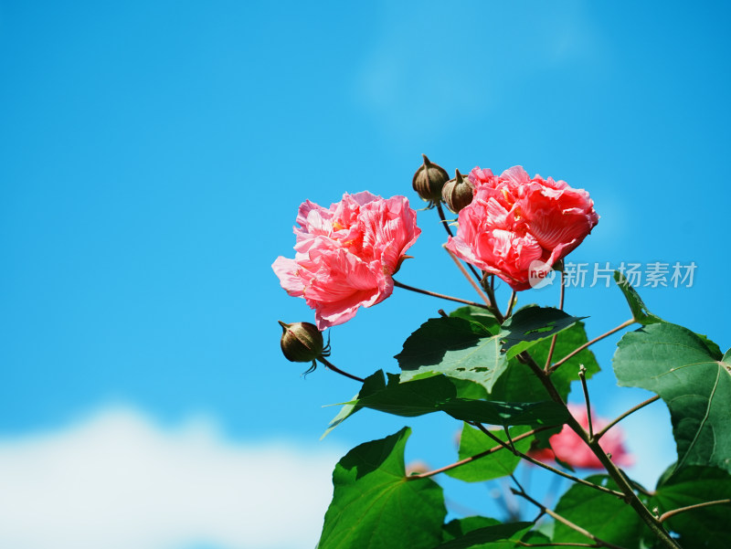 盛开的木芙蓉