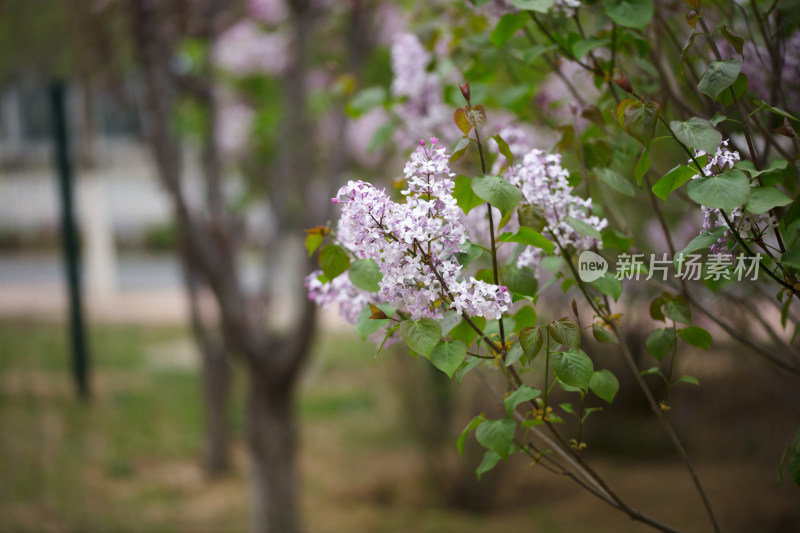 春季绽放的紫丁香特写