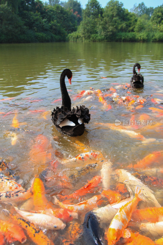 池塘里的黑天鹅和锦鲤