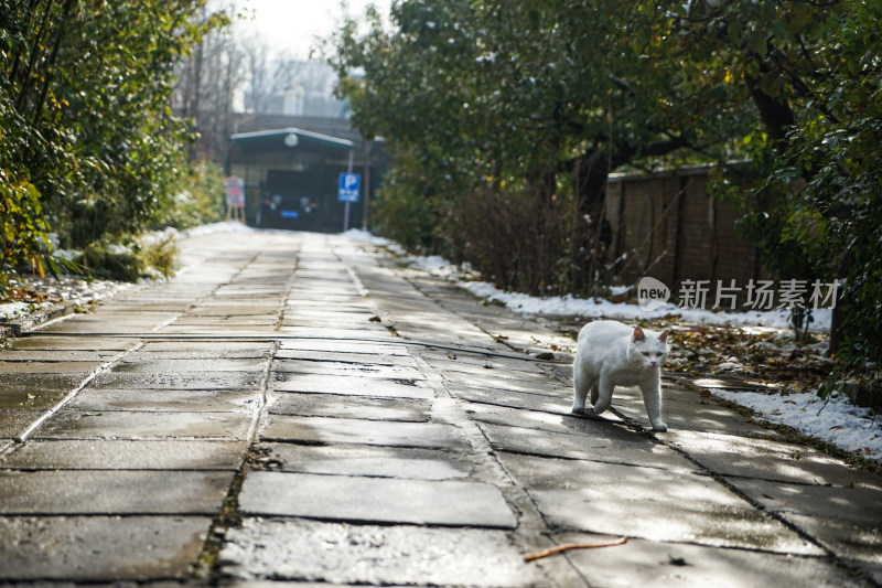 白猫在街道路面行走