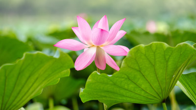 夏日的荷花特写