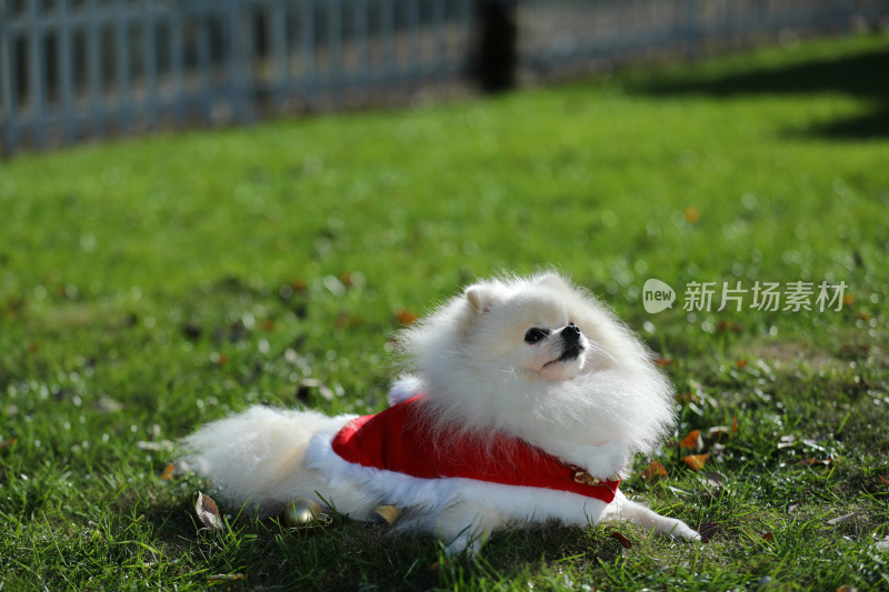 趴在草地上穿红色衣服的白色博美犬