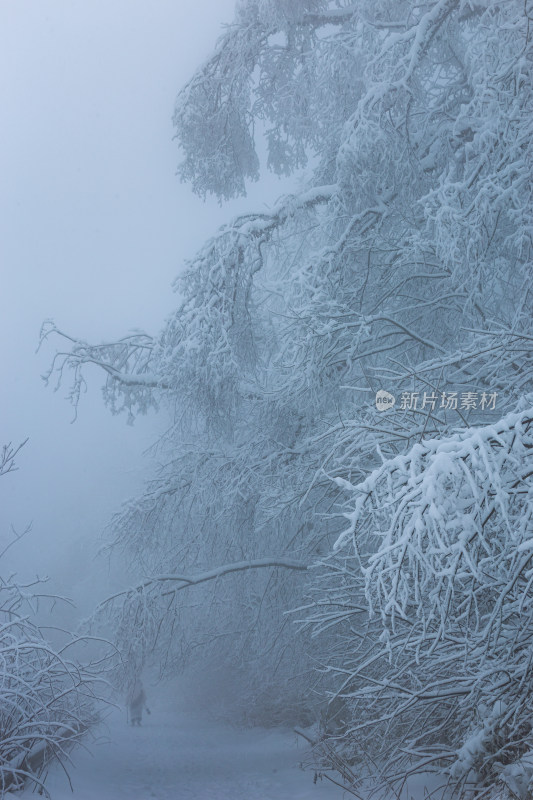 雪覆盖的林间小道